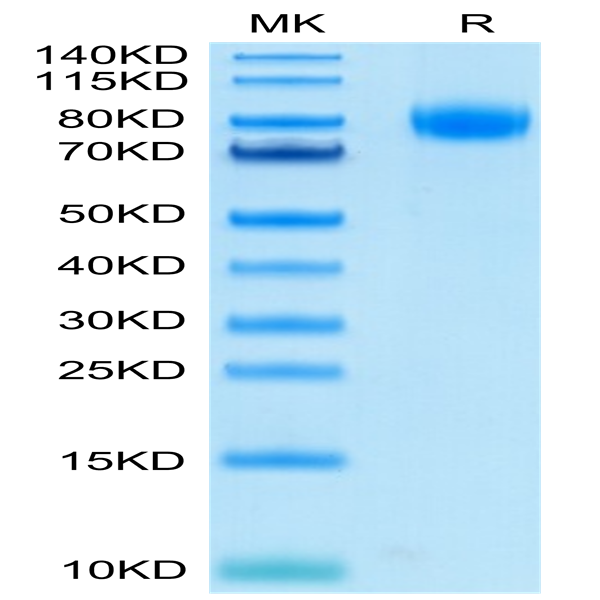 Biotinylated Human CD155 PVR Protein Primary Amine Labeling CD1